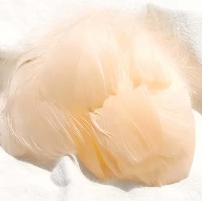 Dyed Feathers
