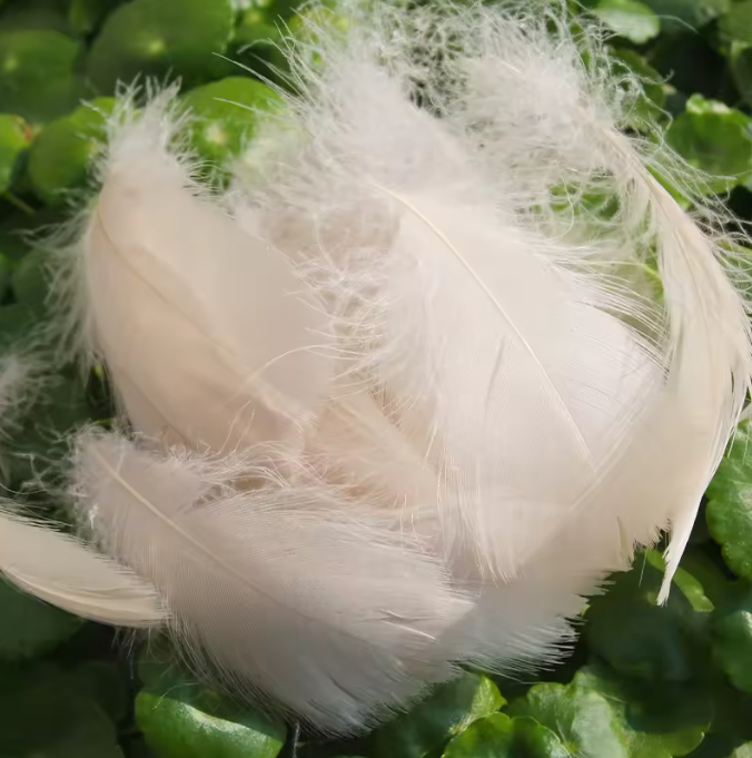 Dyed Feathers