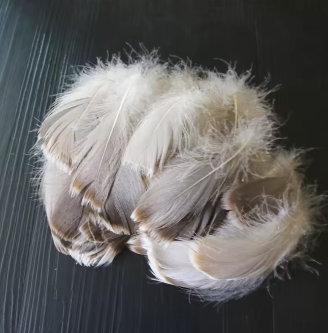 Dyed Feathers
