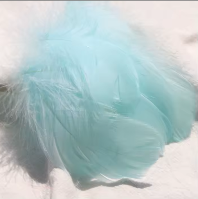 Dyed Feathers