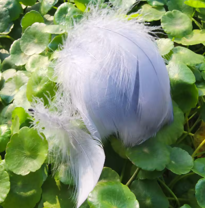 Dyed Feathers