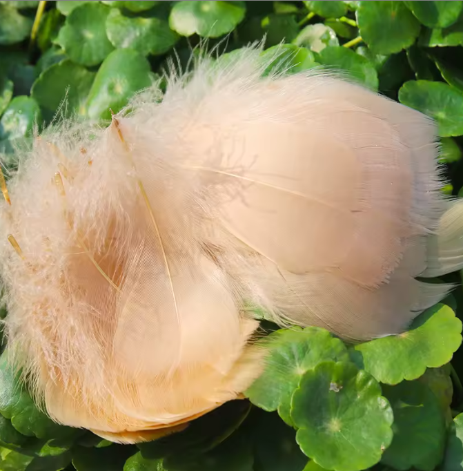 Dyed Feathers