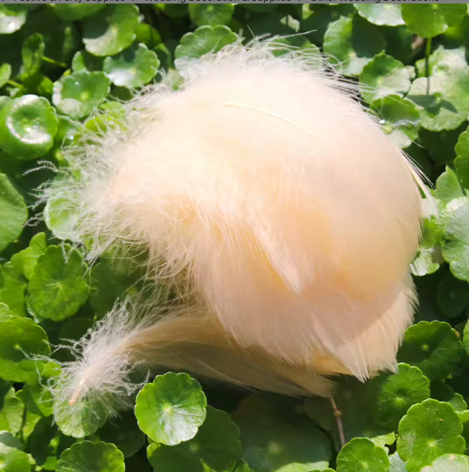 Dyed Feathers