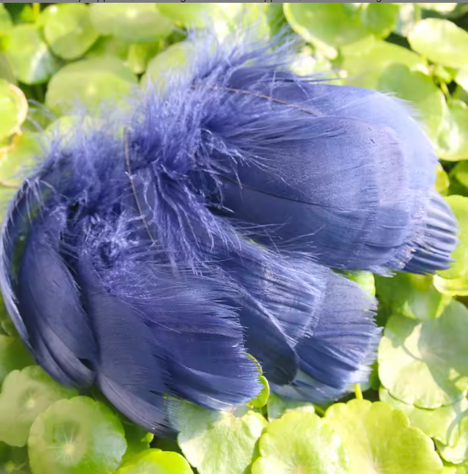 Dyed Feathers