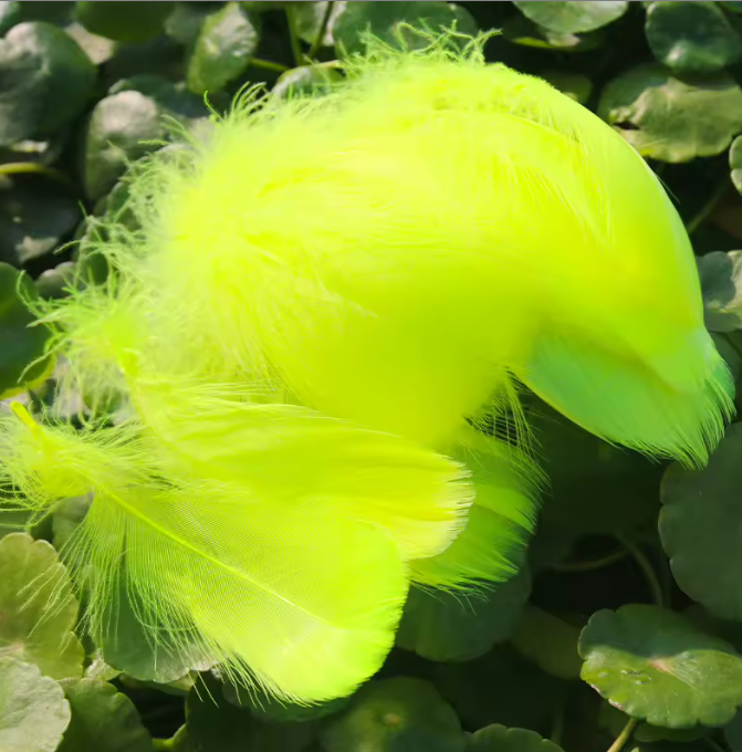 Dyed Feathers