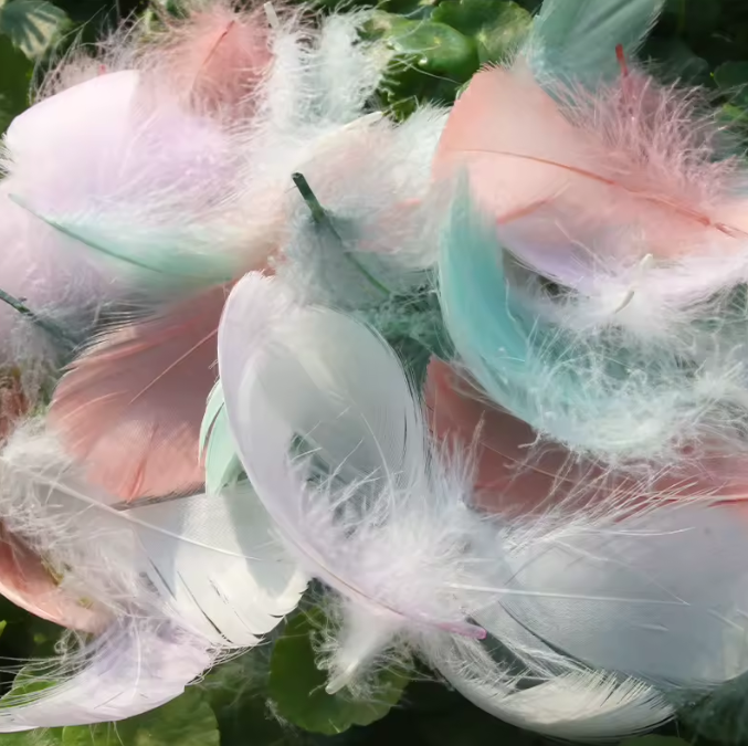 Dyed Feathers