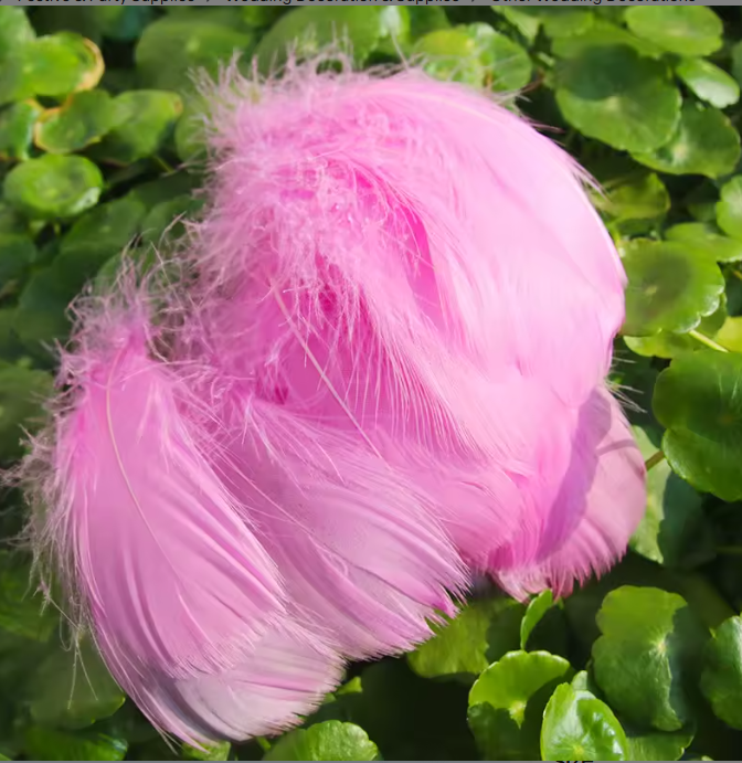 Dyed Feathers