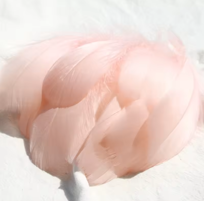 Dyed Feathers