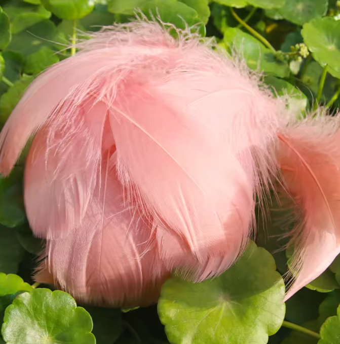 Dyed Feathers