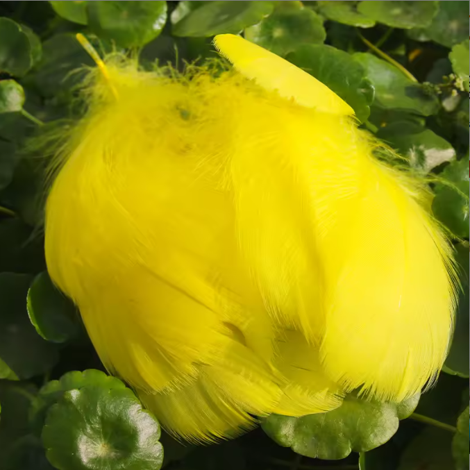 Dyed Feathers